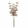 Kalyptus Gammelrosa 4-pack